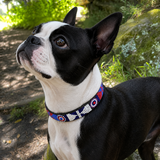 Dog Collar for Boston Terrier