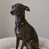 Italian Greyhound wearing a stunning colorful beaded leather collar 