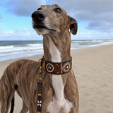 Dog Collar for Greyhound
