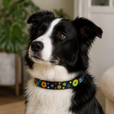 Dog Collar for Border Collie