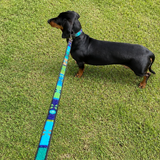 Dog Collar for Dachshund