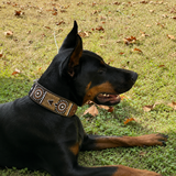 doberman wearing a brown black white and gold beaded leather collar lying on grass with fallen leaves