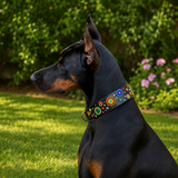 doberman wearing a colorful beaded leather collar in a garden setting