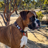 Boxer dog with red white and black beaded leather collar 