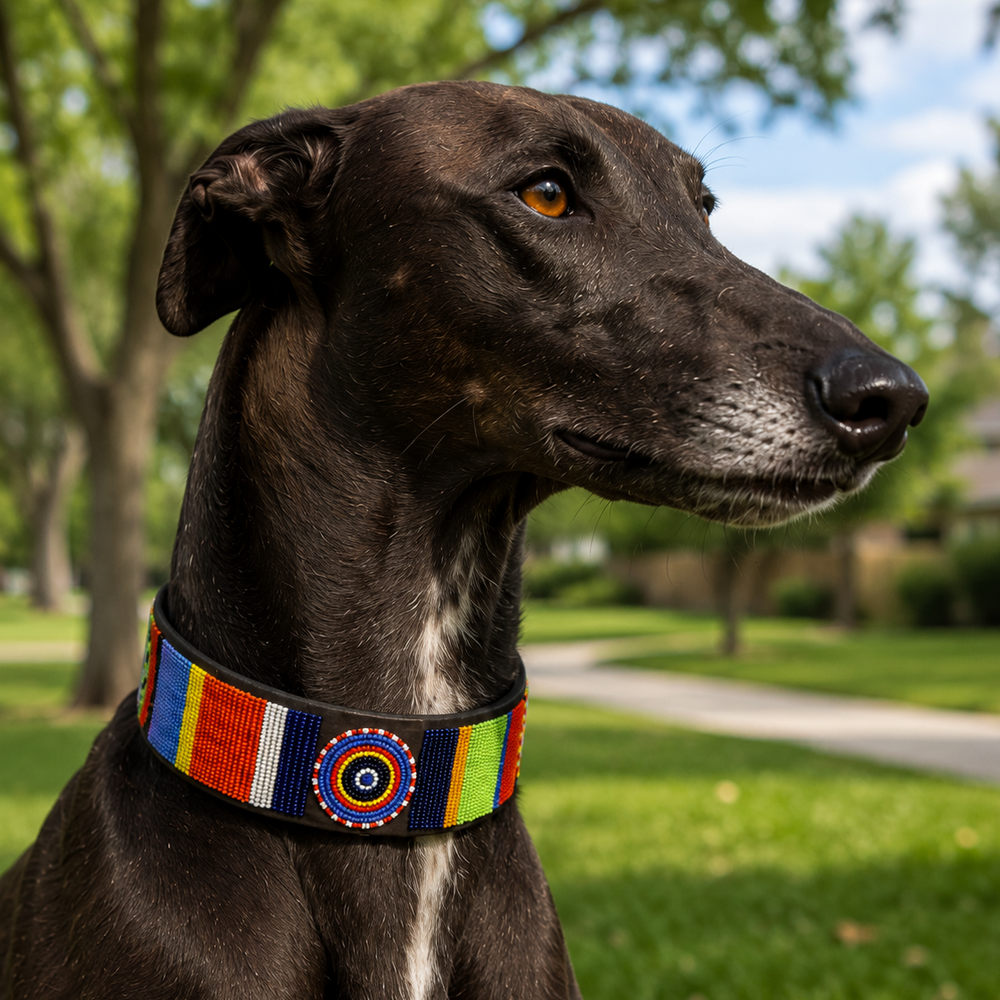 Greyhound wearing a colorful beaded leather collar in an outdoor setting