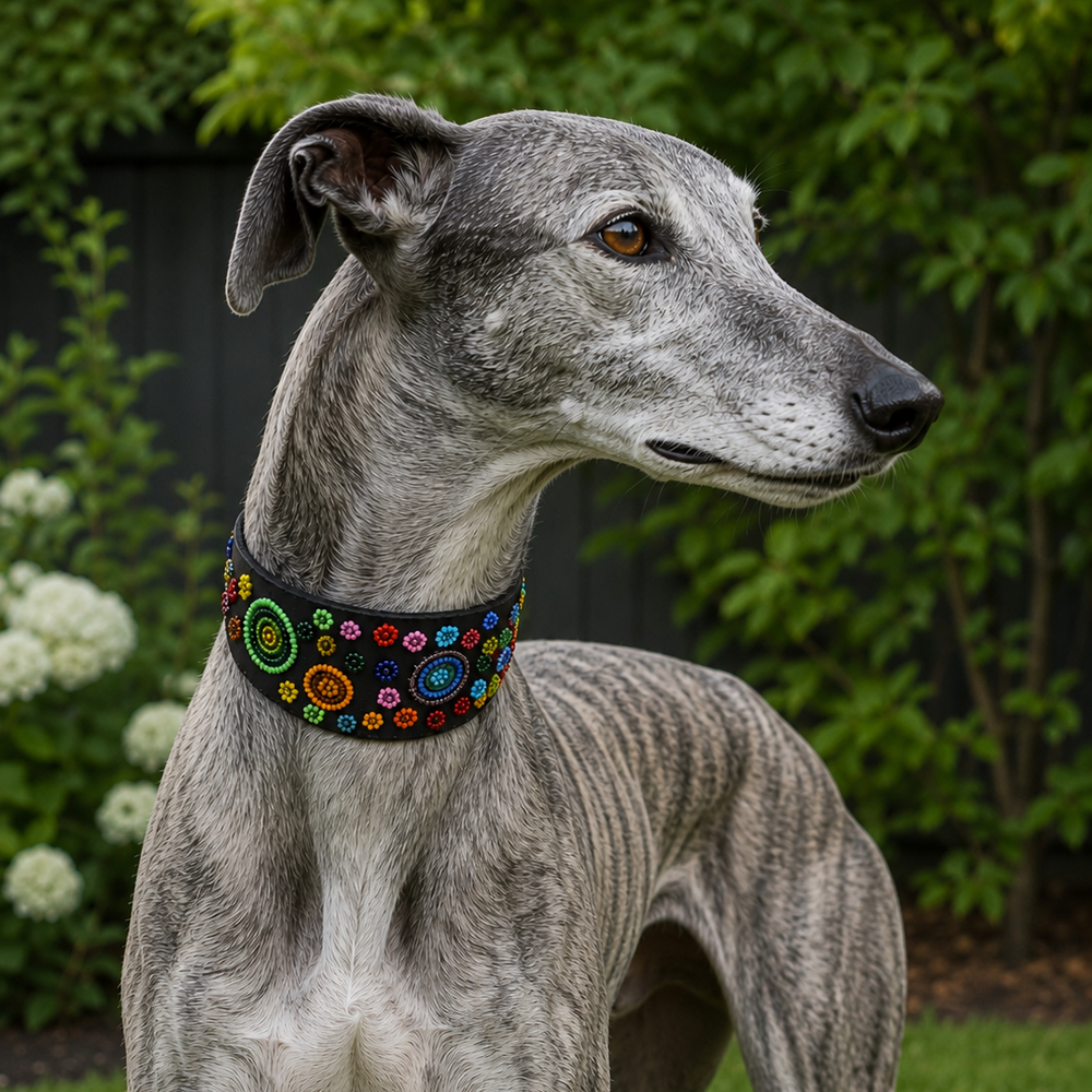Greyhound wearing a beautiful multicoloured beaded leather collar 