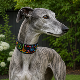 Greyhound wearing a beautiful multicoloured beaded leather collar 