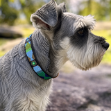 Dog Collar for Miniature Schnauzer