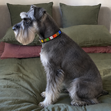 Dog Collar for Standard Schnauzer