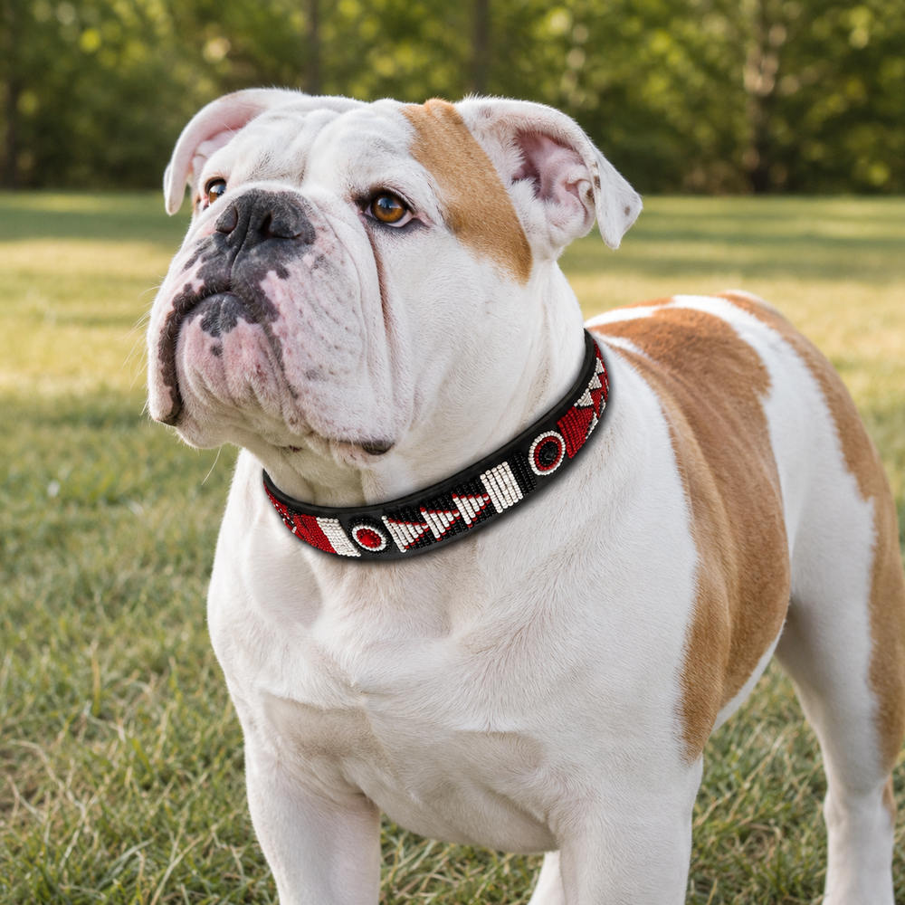 Bulldog wearing a red white and black beaded leather collar in a grassy outdoor setting