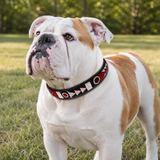 Bulldog wearing a red white and black beaded leather collar in a grassy outdoor setting