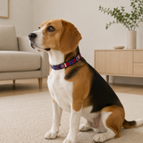 Dog Collar for Beagle