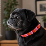 Black pug wearing a colorful  pink flamingo striped beaded leather maasai collar indoors