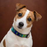 Dog Collar for Jack Russell