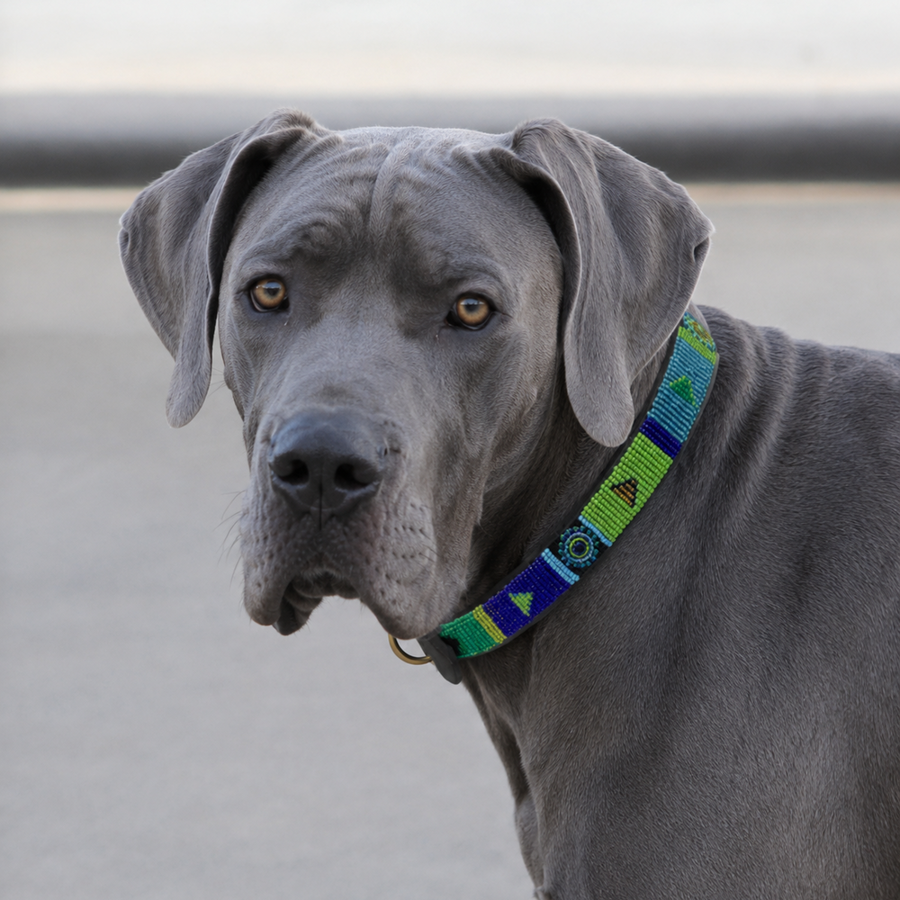 Great Dane dog wearing a narrow colorful beaded leather collar on a plain background
