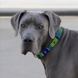 Great Dane dog wearing a narrow colorful beaded leather collar on a plain background