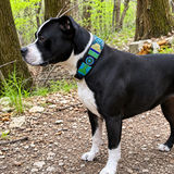 Black and white dog wearing a colourful peacock collar.