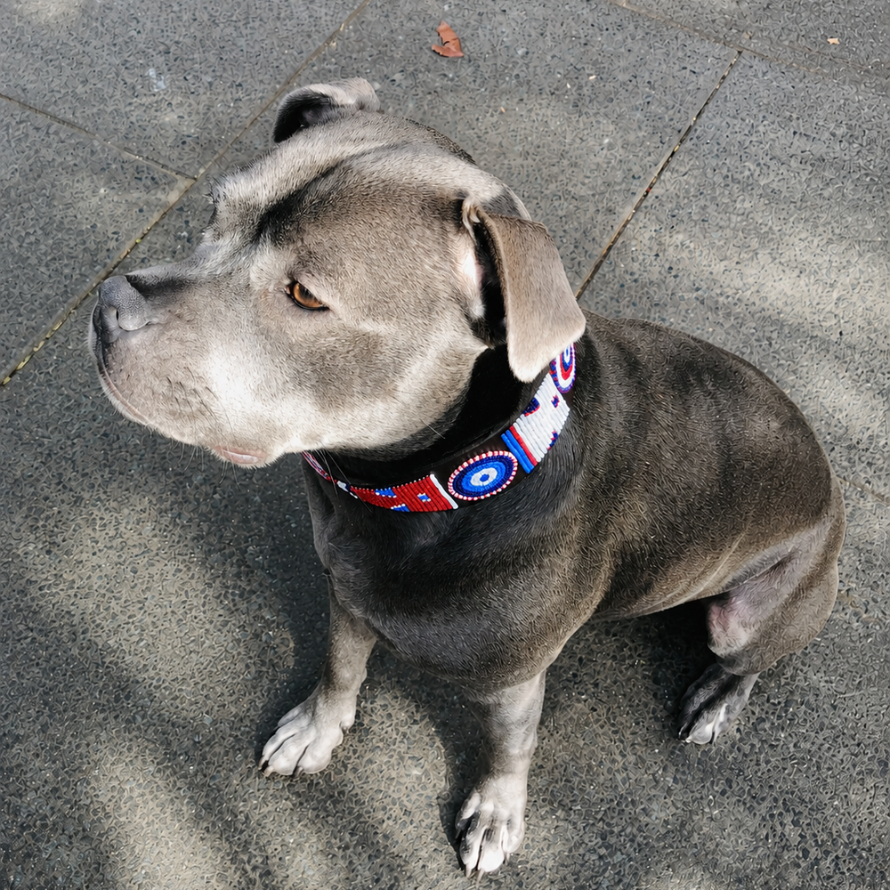 Dog wearing a colorful red white and blue collar 