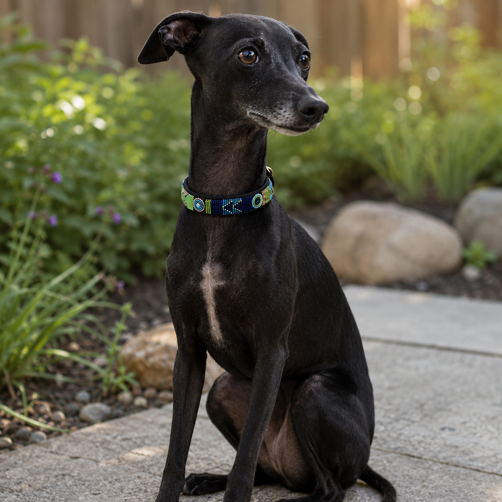 italian greyhound in beautiful green and blue beaded leather collar sitting on a concrete path 