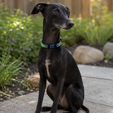 italian greyhound in beautiful green and blue beaded leather collar sitting on a concrete path 