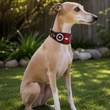 Italian Greyhound wearing a beautiful red white and black beaded leather collar sitting on grass with a garden background