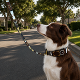 Dog Collar for Border Collie