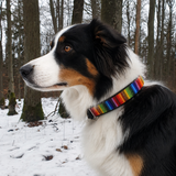 Dog Collar for Border Collie