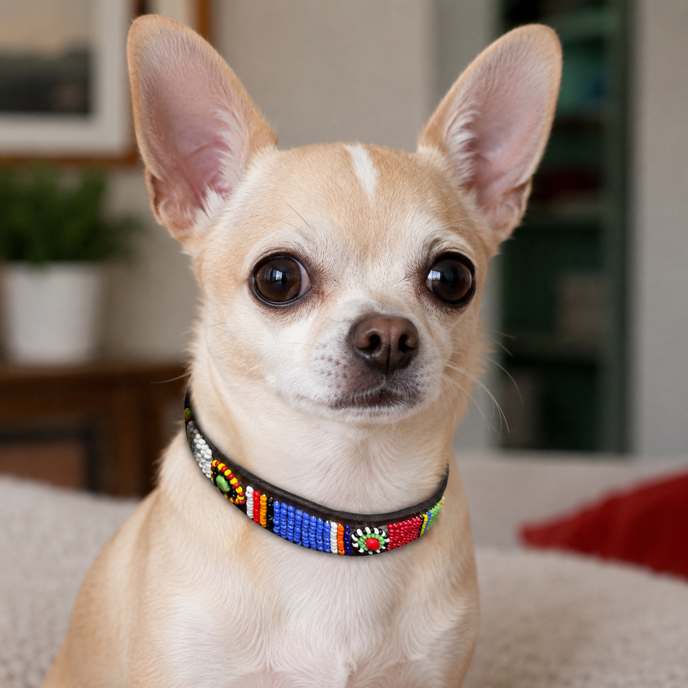Chihuahua with a wearing multicoloured beaded leather collar