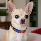 Chihuahua with a wearing multicoloured beaded leather collar