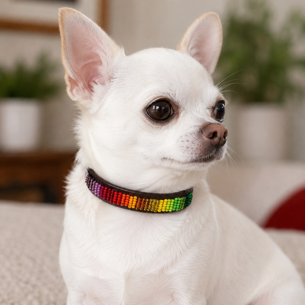 Small white Chihuahua wearing a colorful Rainbow design beaded leather collar indoors.