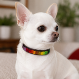 Small white Chihuahua wearing a colorful Rainbow design beaded leather collar indoors.