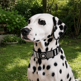 Dalmatian dog in stunning black white silver grey beaded leather Maasai handmade dog collar