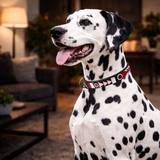 Dalmatian dog wearing a red white and black beaded leather Maasai handmade collar in a living room setting