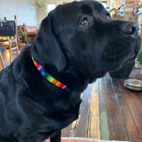 Dog Collar for Labrador