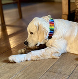 Dog Collar for Golden Retriever