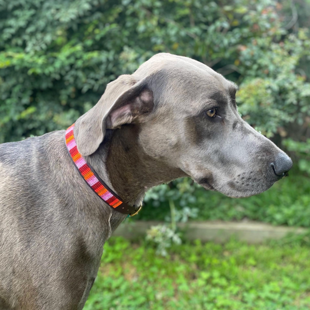 Weimaraner wearing flamingo hot pink beaded leather collar