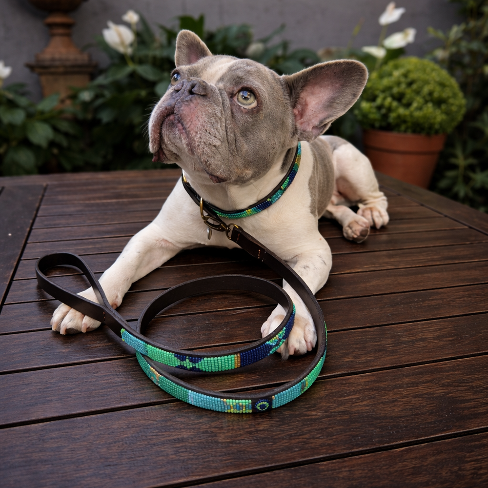 Dog with a matching beaded leather collar and leash in blue green and gold Peacock design from The Maasai Collection 
