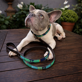 Dog with a matching beaded leather collar and leash in blue green and gold Peacock design from The Maasai Collection 