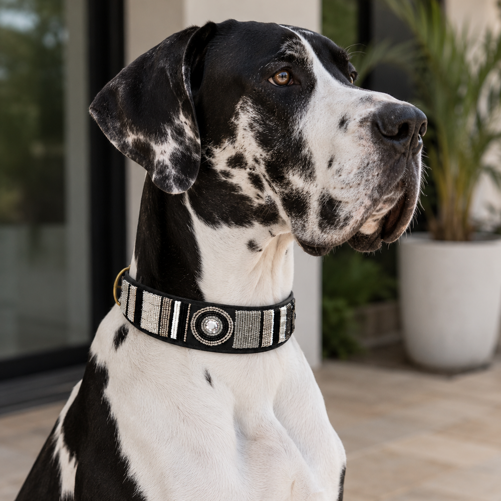 Black and white Great Dane dog wearing a decorative black white and silver beaded leather collar outdoors.