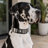 Black and white Great Dane dog wearing a decorative black white and silver beaded leather collar outdoors.