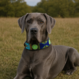 Great Dane dog wearing a beautiful peacock blue green and gold leather beaded  collar 