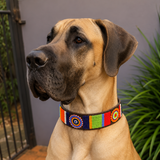 Fawn Great Dane wearing a colorful beaded leather collar with a neutral background