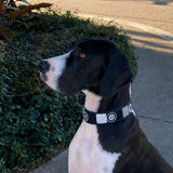 Black & White Great Dane in black white silver beaded leather collar  