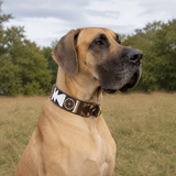 Great Dane wearing a rich brown gold black and white Maasai beaded leather collar  