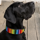 Great Dane wearing vibrant rainbow beaded leather collar