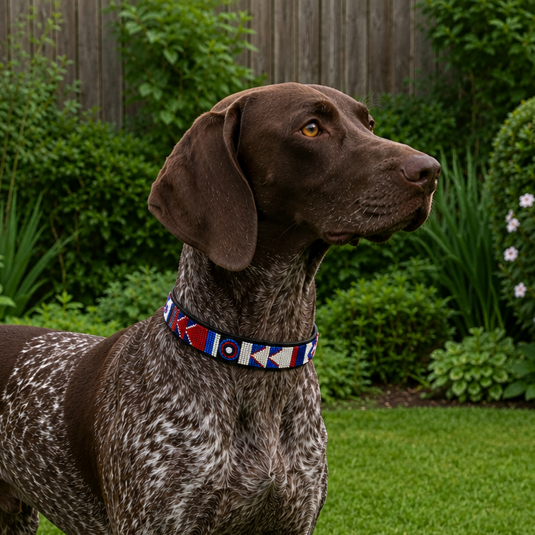 German shorthaired pointer wearing red white and blue beaded leather dog collar