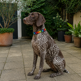 German short head pointer wearing rainbow design beaded leather collar