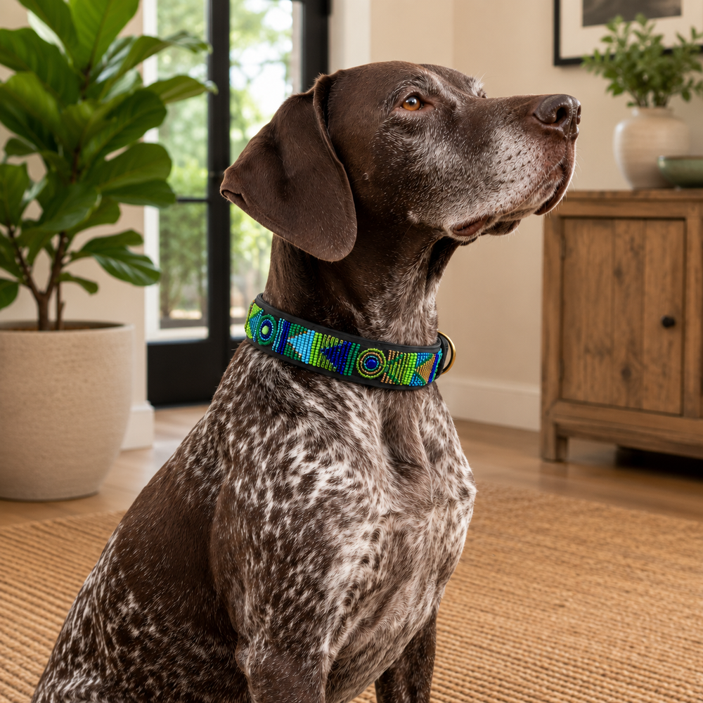 German shorthaired pointer wearing peacock blue green and gold beaded leather collar