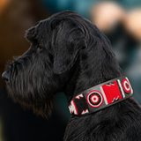 Giant Schnauzer wearing a red balck and white lurcher collar 
