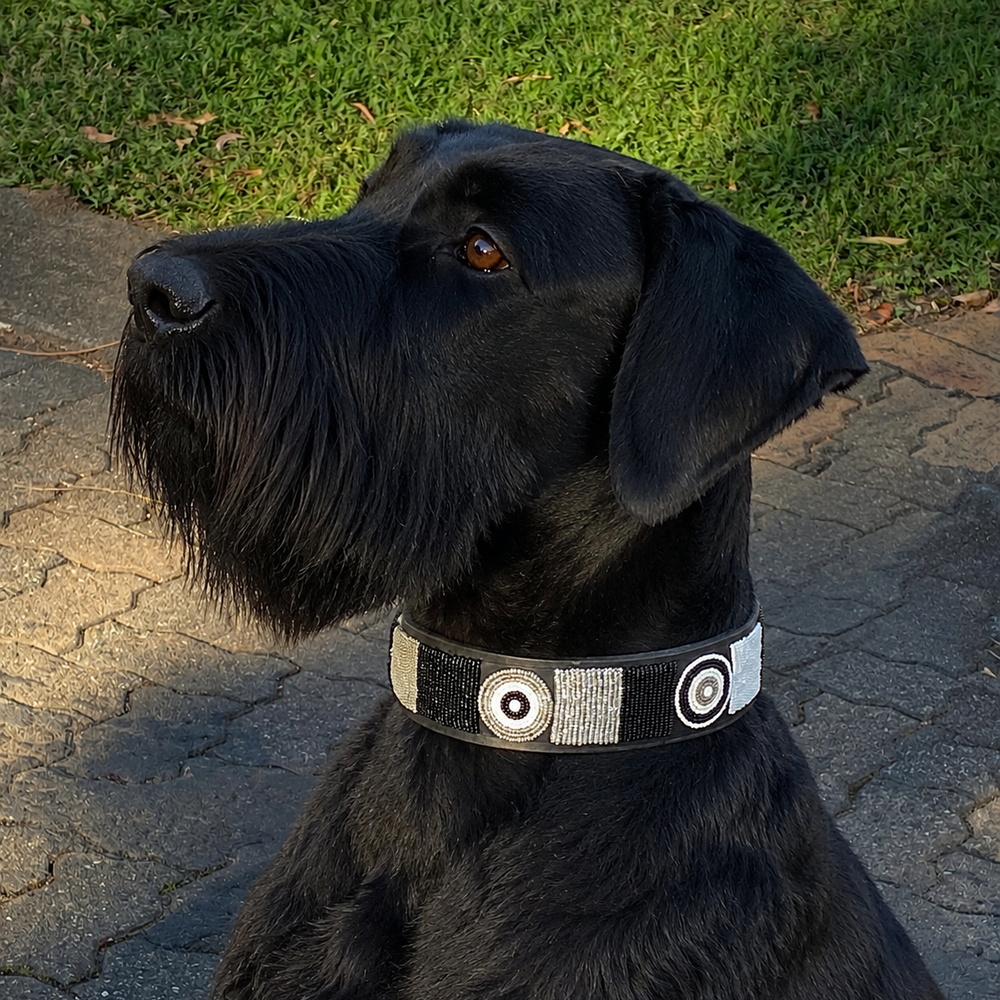 Black Giant Schnauzer in black white and silver beaded leather collar 
